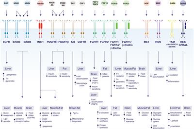 Regulation of Energy Metabolism by Receptor Tyrosine Kinase Ligands